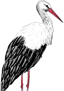 Storch